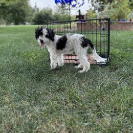 Aussiedoodle, Miniature Australian Shepherd, Poodle, and Toy Australian Shepherd Puppies from Mowry Creek Mini Aussiedoodles and More