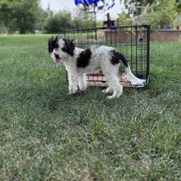 Aussiedoodle, Miniature Australian Shepherd, Poodle, and Toy Australian Shepherd Puppies from Mowry Creek Mini Aussiedoodles and More