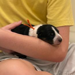 Orange - Tri-color male Border Collie puppy in Palmetto Bay, Florida from Hill Valley Border Collies