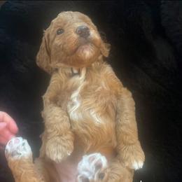 Goldie - Red  female Goldendoodle puppy in Red Oak, Iowa from Fisher Pups-Stay Golden with a Doodle
