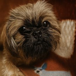 Isabel - Shih Tzu