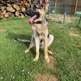 German Shepherd All Grown Up from Freiheit Von Himmel  Shepherds