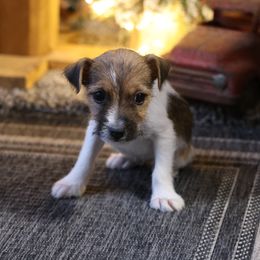 Millie - Tan and white female Jack Russell Terrier puppy in West Bend, Iowa from Blue Skies Terriers