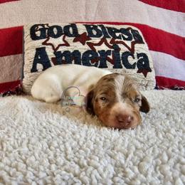 Tucker smooth dapple pie male - Chocolate and tan male Dachshund puppy in Herald, California from Bluegum Dachshunds