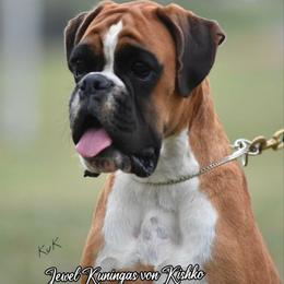 Jewel - Boxer