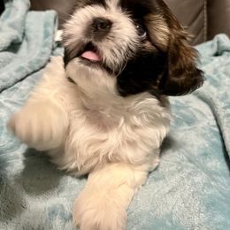 Shih Tzu Puppies from Wanda M Golden