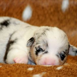Blue Merle Girl - Blue merle and white female American Corgi puppy in Clovis, New Mexico from Sweet & Salty Cowdogs