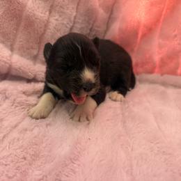 Victory - Black and white female Siberian Husky puppy in London, Ohio from Rose Trail Siberian’s