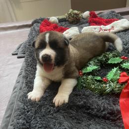 Yellow - Brown, black overlay male Akita puppy in Las Vegas, Nevada from Ishikawa Akita's