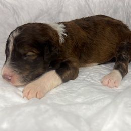 Boy 3 - Red male Aussiedoodle puppy in Alabama from SBA Aussies