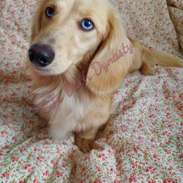 Boujee - Dachshund
