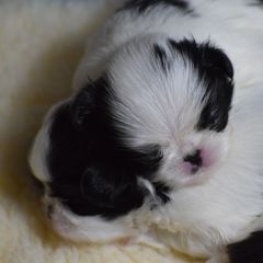 Japanese Chin Puppies from Camelot's Japanese Chin