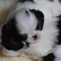 Japanese Chin Puppies from Camelot's Japanese Chin