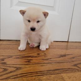 Shiba Inu Puppies from Veronika's Shiba Inus