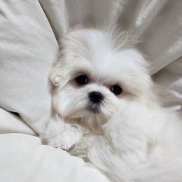Cavapoo, Maltese, Maltipoo, and Poodle Puppies from Mt.BakerPoodles&Doodles