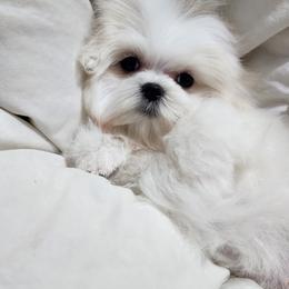 Cavapoo, Maltese, Maltipoo, and Poodle Puppies from Mt.BakerPoodles&Doodles