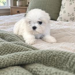 Enrique - White male Maltese puppy in Bryn Mawr, Pennsylvania from Main line furry friends