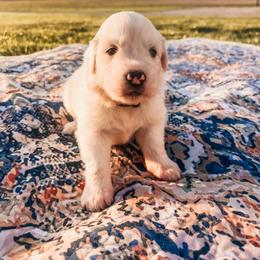 Opal - White female Great Pyrenees puppy in New Palestine, Indiana from Hitchcock Homestead