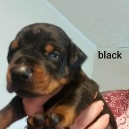 Black - Black and rust male Doberman Pinscher puppy in Michie, Tennessee from JSG Dobermanns