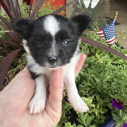 Stanley - White black and tan male Papillon puppy in Chattanooga, Oklahoma from Lottie Dottie Scottie’s and Papillons