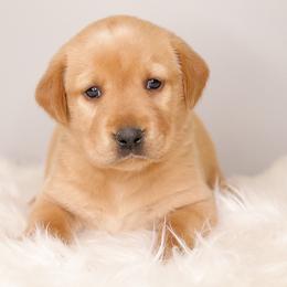 Labrador Retriever Puppies from AGL Retrievers