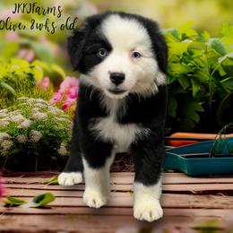 #4 Olive, BBF - Black & white Australian Shepherd puppy in Huntington, Texas from JKKJ Farms