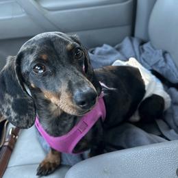 Cookie - Dapple female Dachshund puppy in Bakersfield, California from Rosey Dachshund