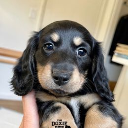 Dachshund Puppies from The Doxie King