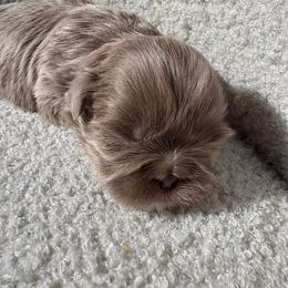 2 - Lilac male Shih Tzu puppy in Las Vegas, Nevada from Vegas Shih Tzus