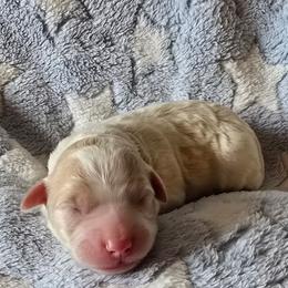Tully - Cream male Aussiedoodle puppy in Redding, California from House Merrills Minis and Doodles
