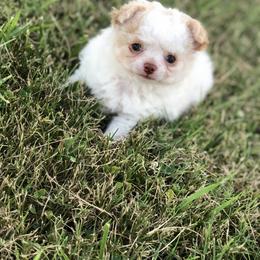 Chihuahua Puppies from H-3 Chihuahuas
