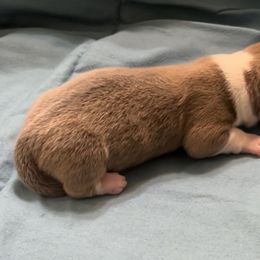 Unnamed - Sable male Pembroke Welsh Corgi puppy in Moundville, Alabama from Cartee Corgis - Debi Cartee Mills
