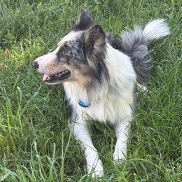 Falco - Border Collie