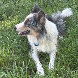 Falco - Border Collie