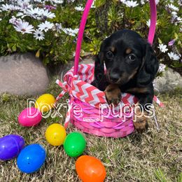 Girl 1 - Dachshund puppy in Perris, California from Doxie_pupps