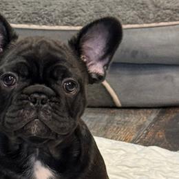French Bulldogs and Labrador Retrievers from MochaLabradors