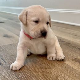 Labrador Retriever Puppies from Pride Rock Labradors