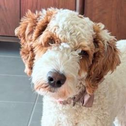 Indy - Goldendoodle