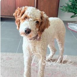 Indy - Goldendoodle