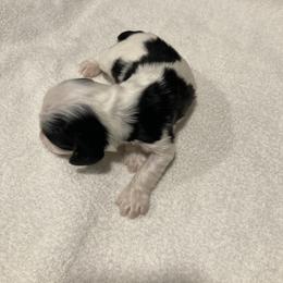 Boy 3 - Black white and tan male Cocker Spaniel puppy in Rising Sun, Maryland from Palmtree Cockers