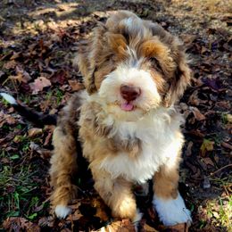 Winchester - male Australian Mountain Doodle puppy in Kimball, Michigan from Perfect Companion Puppies