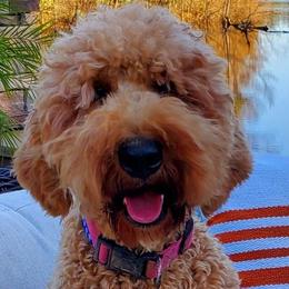 Bernedoodles and Goldendoodles from Elite Goldendoodles and Bernedoodles