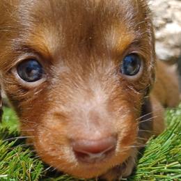 Loui - Chocolate and tan male Dachshund puppy in Birmingham, Alabama from Mini Doxies Love