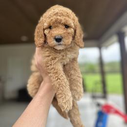 Goldendoodle and Maltipoo Puppies from Prairie Paws