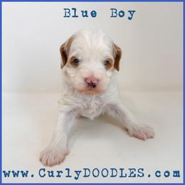 Blue Boy - Parti male Goldendoodle puppy in Taneytown, Maryland from Curlydoodles