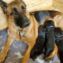 German Shepherd Puppies from Schusterheim Shepherds