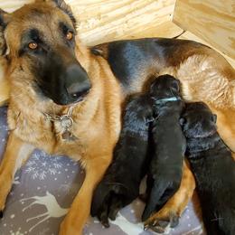 German Shepherd Puppies from Schusterheim Shepherds