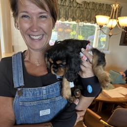 Cavalier King Charles Spaniel Puppies from Crosby's Cavaliers