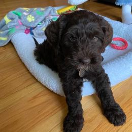 Australian Labradoodle Puppies from Llewellyn's Grove Labradoodles