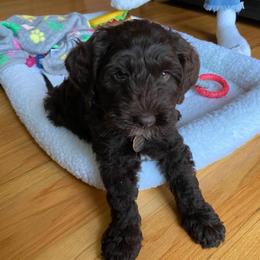 Australian Labradoodle Puppies from Llewellyn's Grove Labradoodles